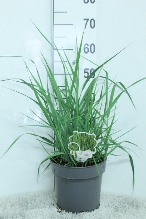 <h4>Panicum Virgatum Totem Pole Prairie Sky</h4>