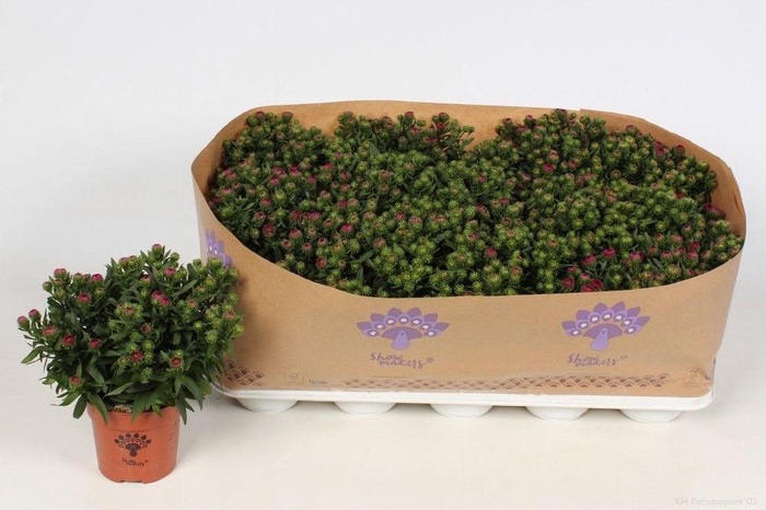 <h4>Aster Showmakers Magenta</h4>