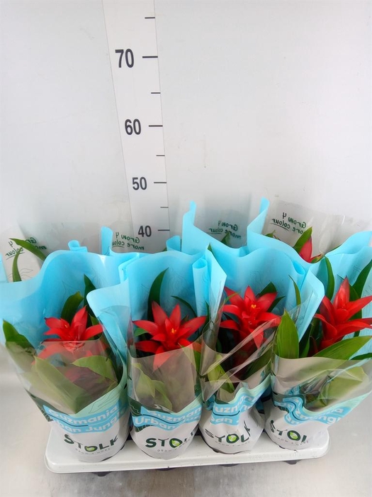 <h4>Guzmania 'Calypso'</h4>