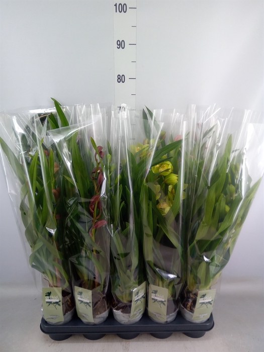 <h4>Cymbidium   ...mix</h4>