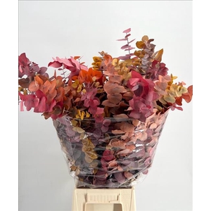 Euc. Stuart Preserved Autumn