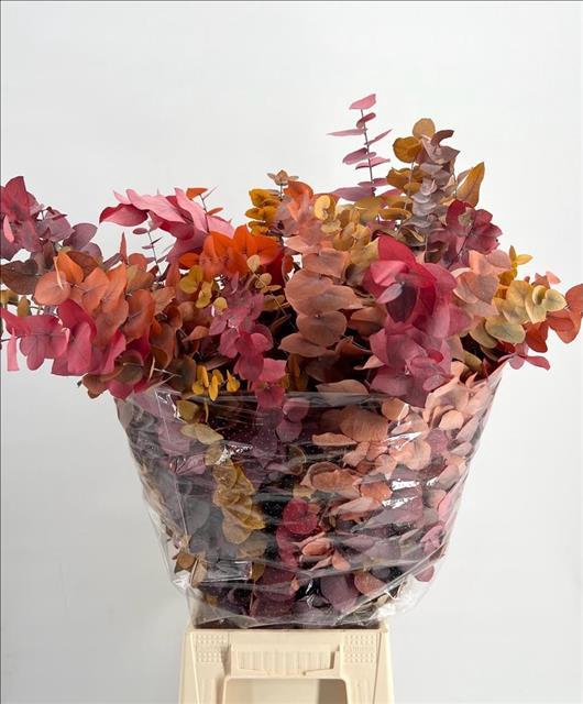 <h4>Euc. Stuart Preserved Autumn</h4>