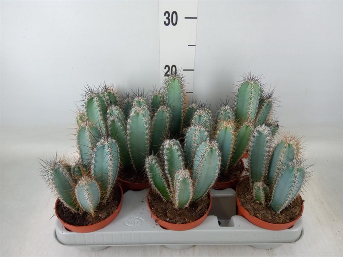 <h4>Cereus   ...</h4>