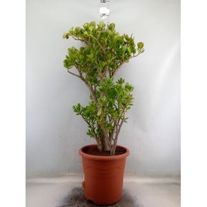 Crassula ovata