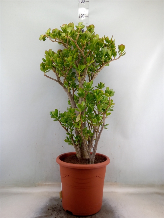 <h4>Crassula ovata</h4>