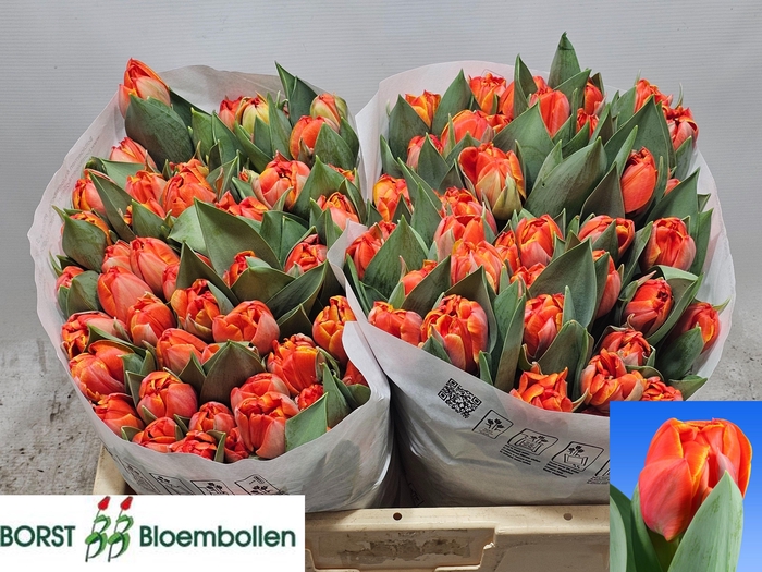 <h4>TU DU QUEENSDAY</h4>