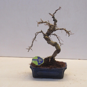 pseudolarix amabilis 24 cm shape