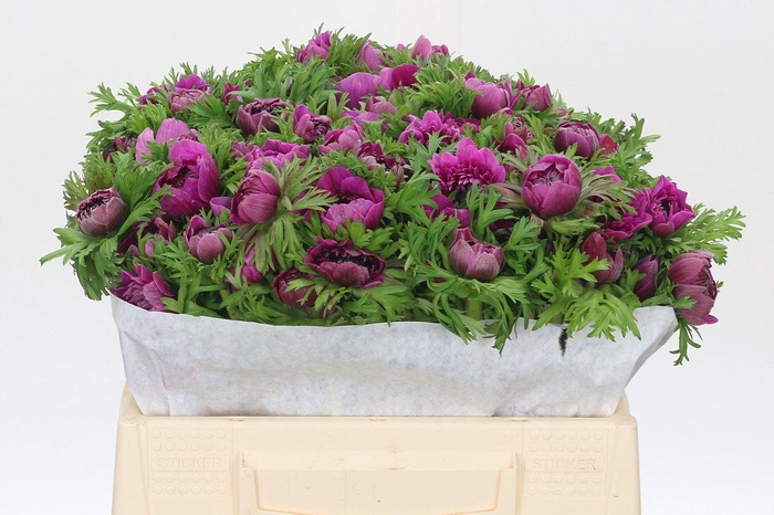 <h4>Anemone Levante Fucsia</h4>