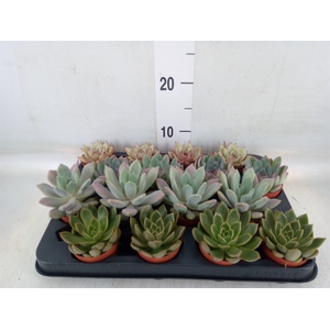 Echeveria   ...mix
