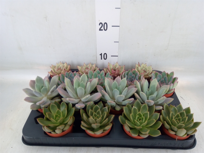 <h4>Echeveria   ...mix</h4>