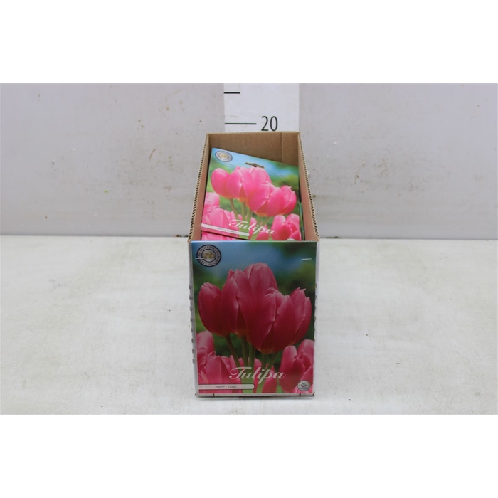 <h4>Bol Tulp Happy Family 10 Zakjes X7</h4>