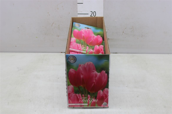 Bol Tulp Happy Family 10 Zakjes X7