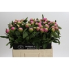 Paeonia Monsieur Jules Elie