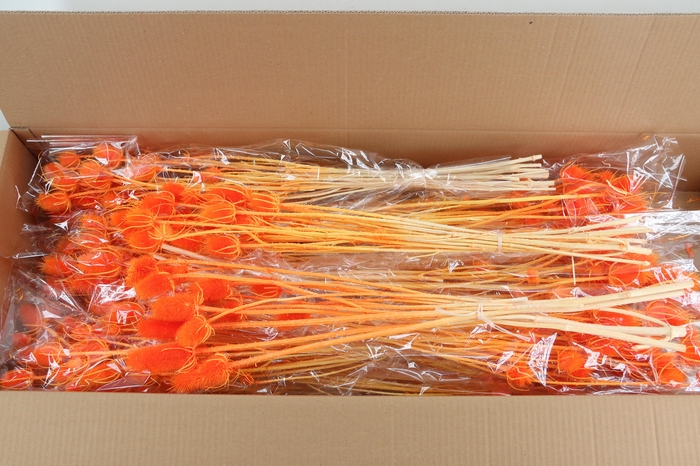 DF Dipsacus Li.Orange Bs 130g