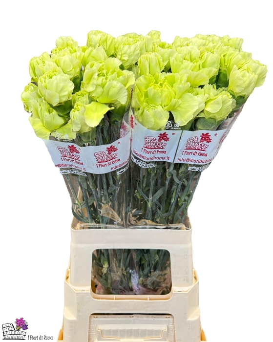 <h4>DI ST LADY MOE</h4>