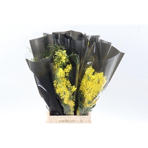 Acacia Baileya Bl Bs