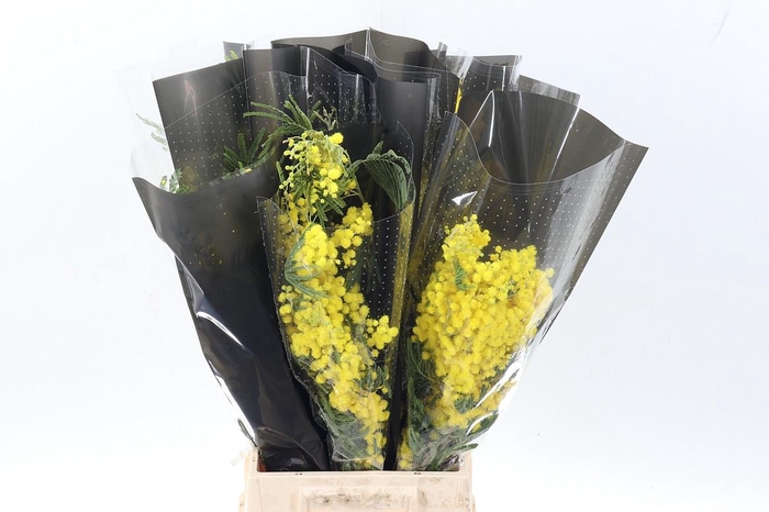 <h4>Acacia Baileya Bl Bs</h4>