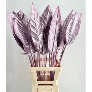 Strelitzia Blad Painted Pink