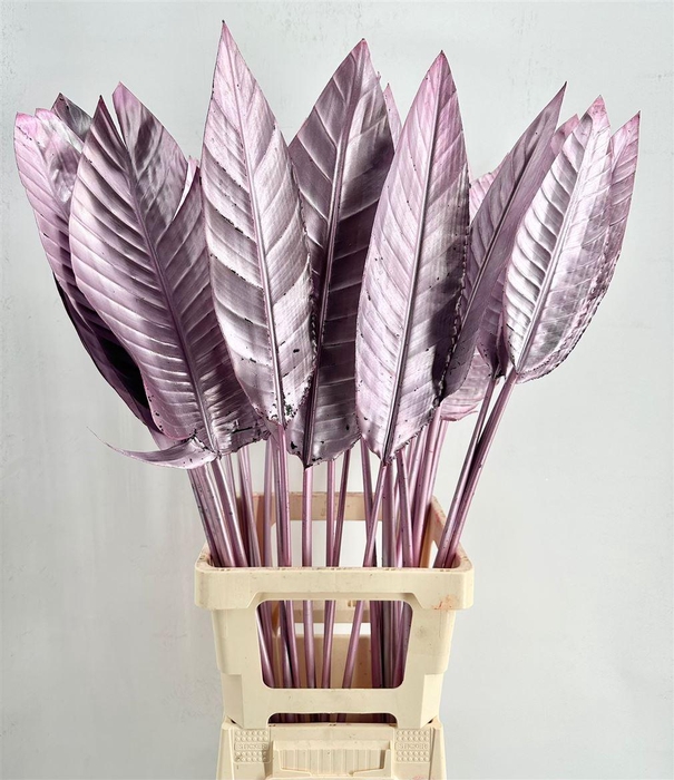 <h4>Strelitzia Blad Painted Pink</h4>