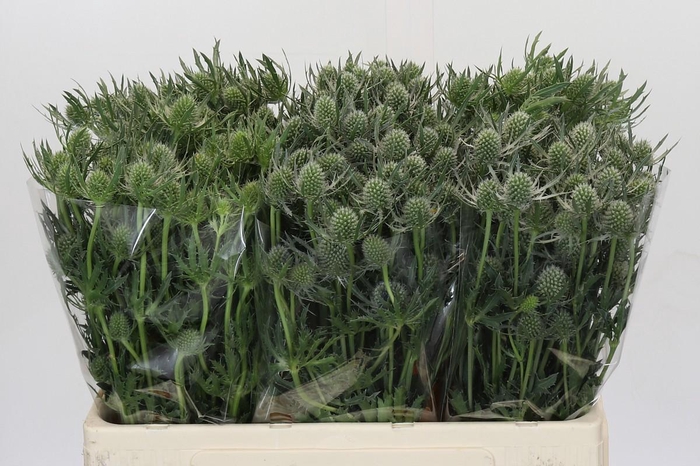 Eryngium Silver Dynamite