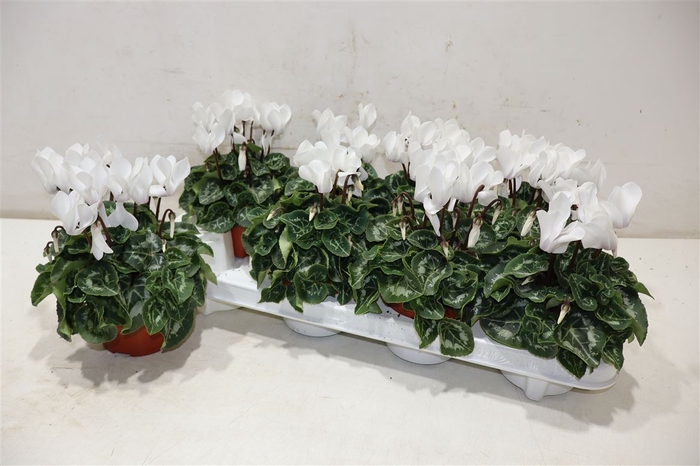 <h4>Cycl Md Sup Allure White</h4>