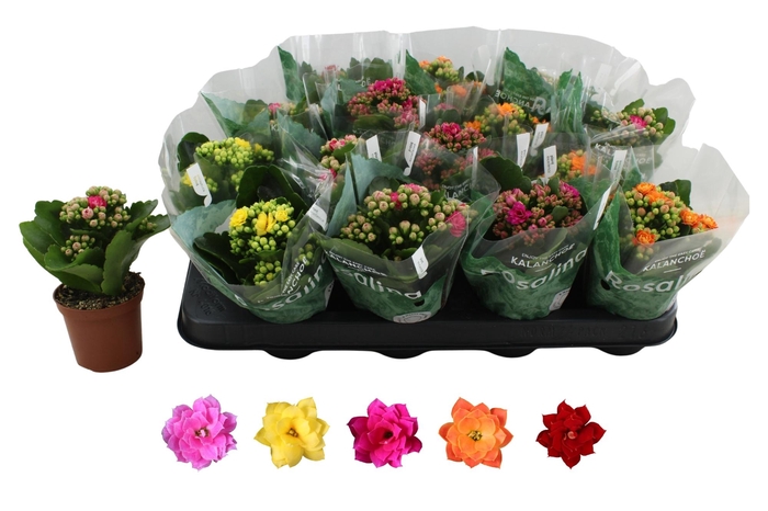 <h4>KAL GE RO GEM 5 KL</h4>