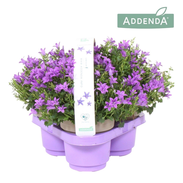 <h4>Campanula Amb. Int. Purple 3 Pack</h4>
