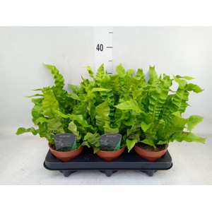 Asplenium nidus 'Crispy Wave'