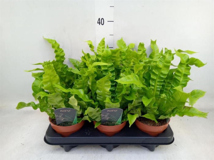 <h4>Asplenium nidus 'Crispy Wave'</h4>