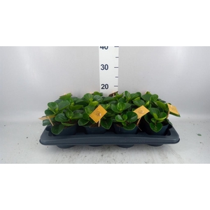 Peperomia obt. 'Red Canyon'