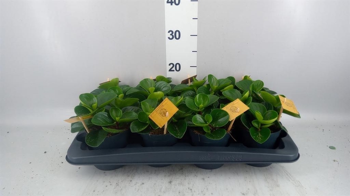 <h4>Peperomia obt. 'Red Canyon'</h4>