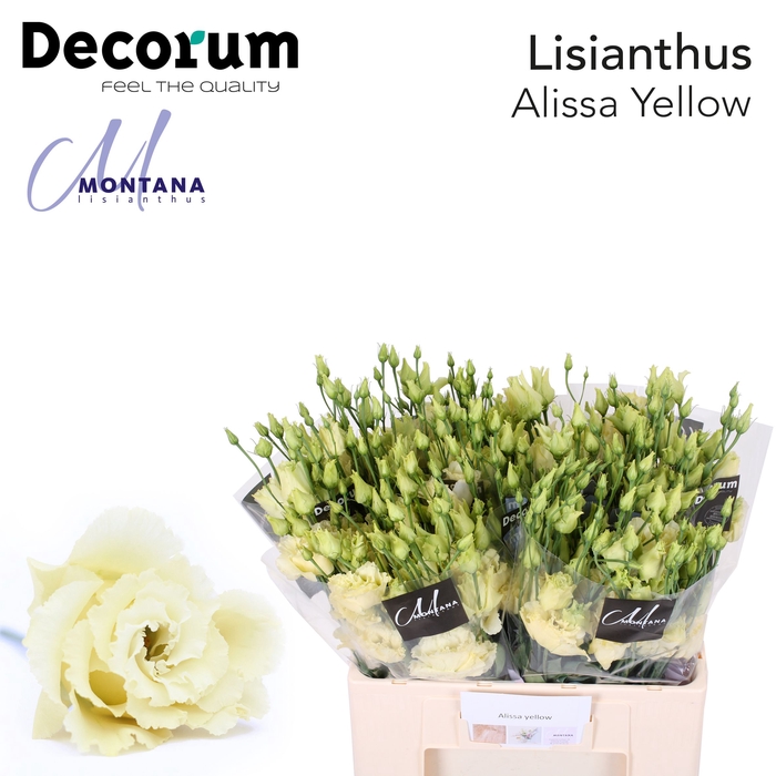 <h4>Lisianthus Alissa yellow 60cm</h4>