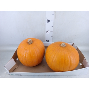 Cucurbita max. 'Halloween'