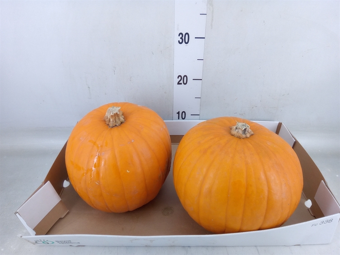 <h4>Cucurbita max. 'Halloween'</h4>