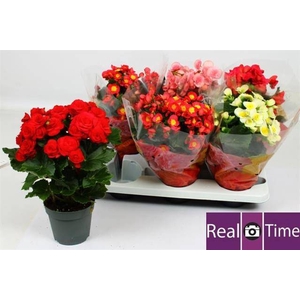 BEGONIA MIX P14