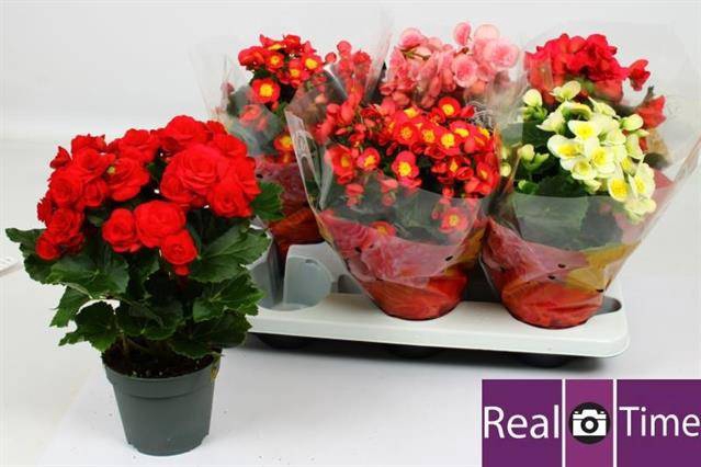<h4>BEGONIA MIX P14</h4>