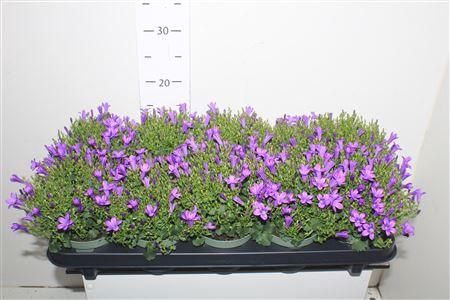 <h4>Campanula Dark Blue Get Mee(r)</h4>