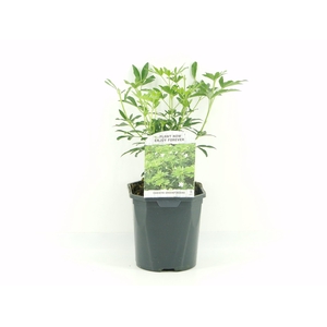 Choisya Greenfingers