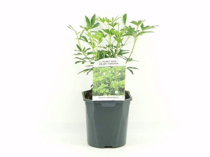 <h4>Choisya Greenfingers</h4>