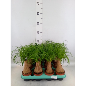 Beaucarnea recurvata