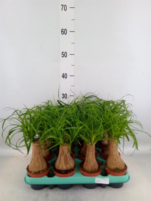 <h4>Beaucarnea recurvata</h4>