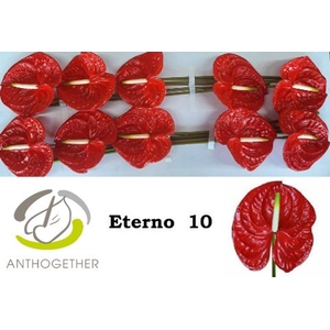 Anthurium andr. 'Eterno'