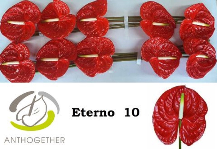 <h4>Anthurium andr. 'Eterno'</h4>