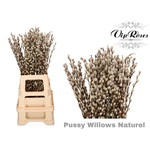 SALIX PUSSY WILLOW NATUREL
