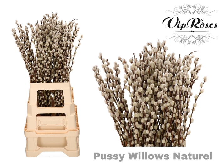 <h4>SALIX PUSSY WILLOW NATUREL</h4>