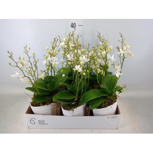 Arr.   Kamerplant Groen L%