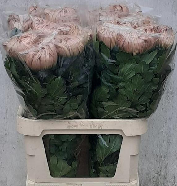 <h4>CHR G VIENNA COPPER</h4>