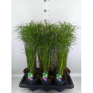 Cyperus alternifolius 'Gracilis'