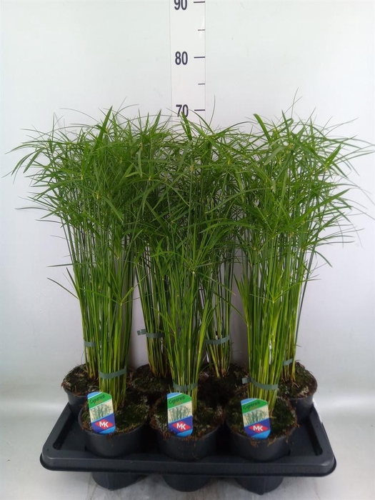 <h4>Cyperus alternifolius 'Gracilis'</h4>