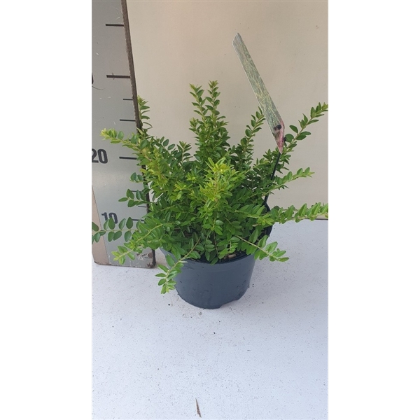 <h4>Lonicera nitida Maigrun</h4>